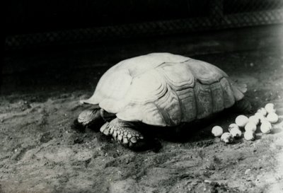 Una Tartaruga Solcata o Africana con le sue uova allo Zoo di Londra, luglio 1922 da Frederick William Bond